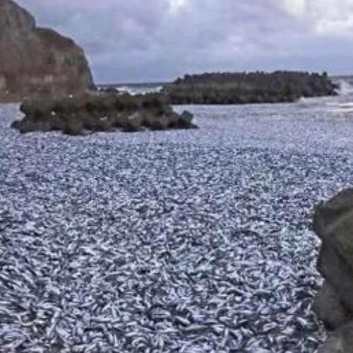 Τεράστια ανησυχία πλέον προκαλεί το φαινόμενο στο Χακοντάτε της Ιαπωνίας : Χιλιάδες τόνοι ψαριών ξεβράζονται στην στεριά