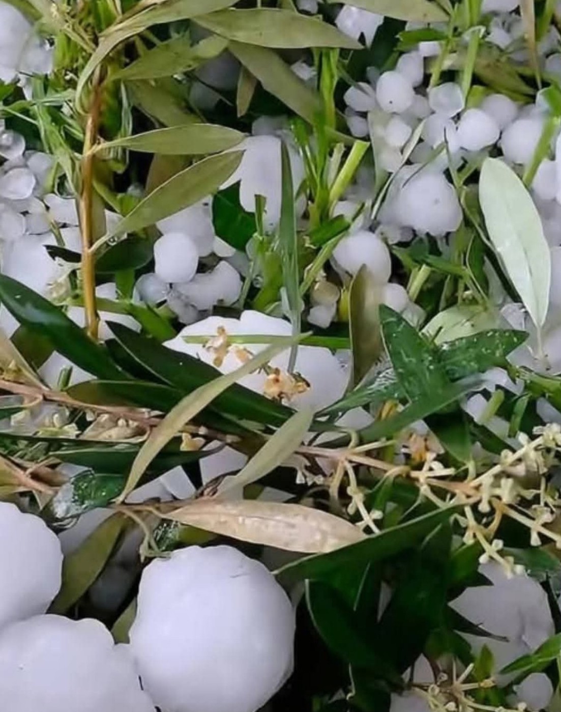 Βόρεια Αφρική: Ολοένα και πιο βίαιες και συχνές χαλαζοπτώσεις στο Μαρόκο, την Αλγερία και την Τυνησία