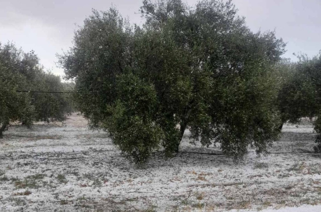 Ισχυρή χαλαζόπτωση χτύπησε και την Δυτική Πελοπόννησο. Τεράστιες καταστροφές σε καλλιέργειες στην Πηνεία 