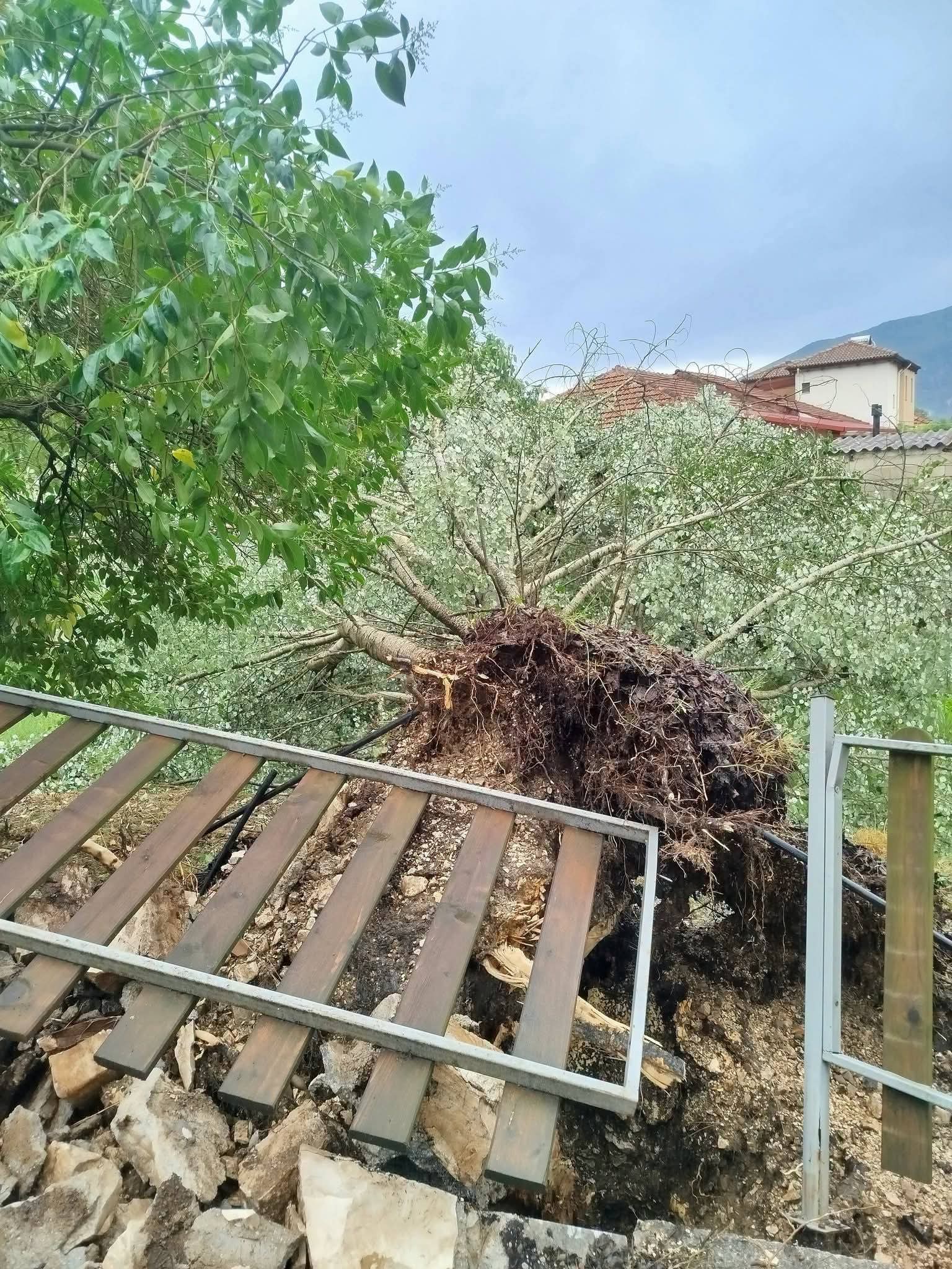 Ιωάννινα: Πτώσεις δέντρων από ισχυρό μπουρίνι που χτύπησε σήμερα το μεσημέρι 