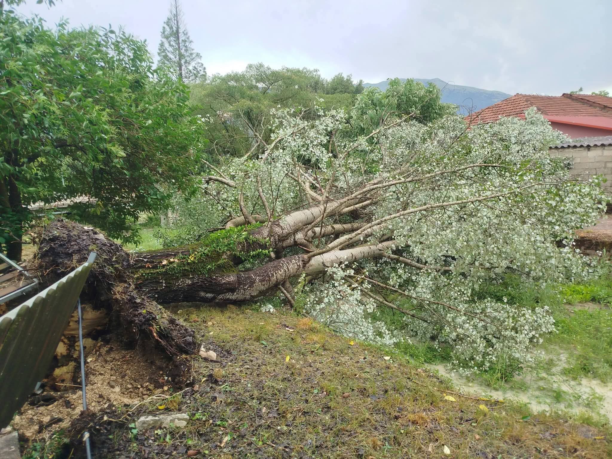 Ιωάννινα: Πτώσεις δέντρων από ισχυρό μπουρίνι που χτύπησε σήμερα το μεσημέρι 