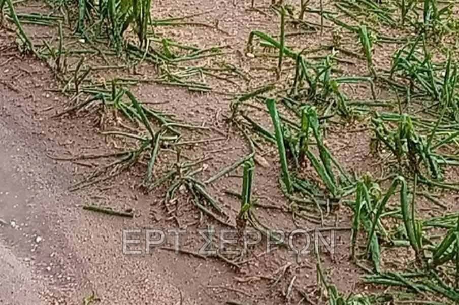 Ισχυρό χαλάζι κατέστρεψε καλλιέργειες στις Σέρρες 
