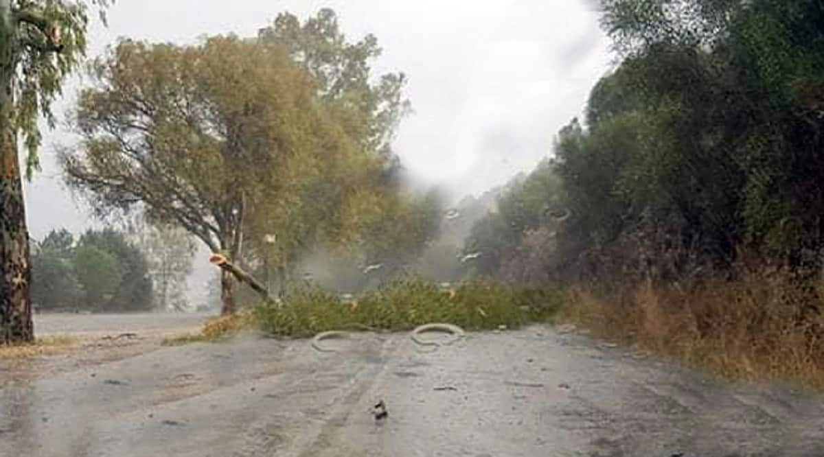 Πτώσεις δένδρων και ισχυρή βροχόπτωση από μπουρίνι στην Αμφιλοχία.