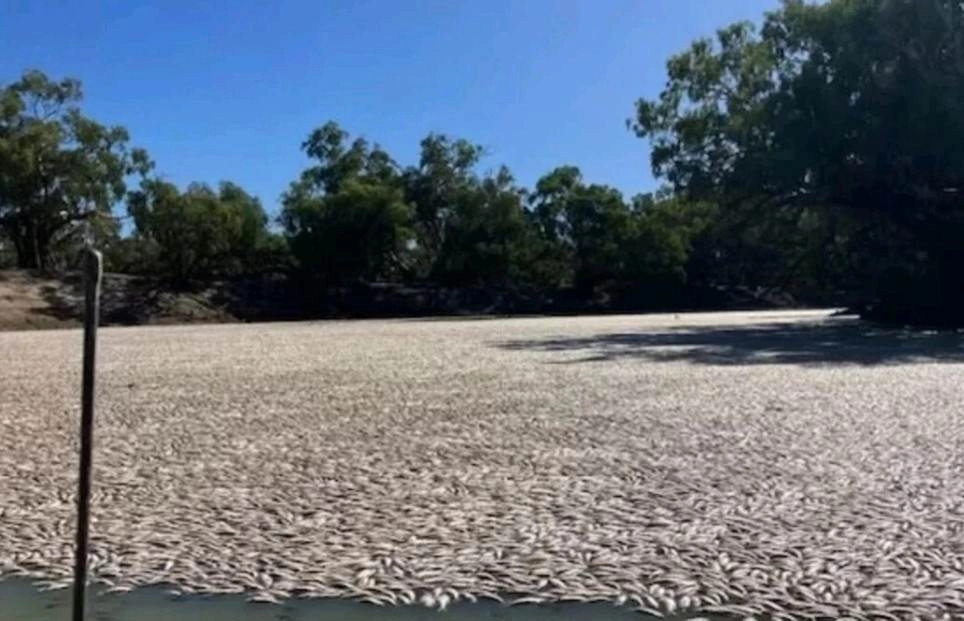 Ισχυρό κύμα καύσωνα πλήττει την Αυστραλία : Εκατομμύρια νεκρά ψάρια καταγράφηκαν στην πόλη Menindee