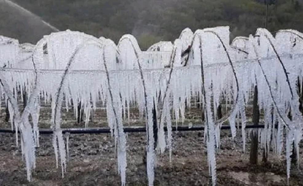 Καταστράφηκε το 80% των καλλιεργειών σε Λιθουανία, Λεττονία και Εσθονία από τον παγετό την περασμένη εβδομάδα
