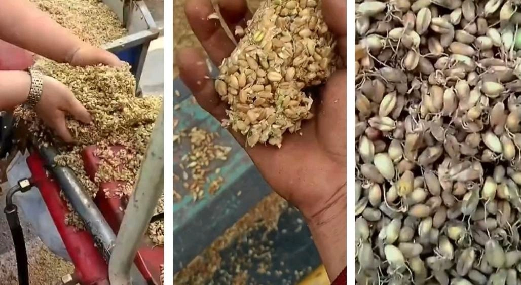 Κίνα : Καταρρακτώδεις βροχές κατέστρεψαν εκατομμύρια τόνους σιτηρών αυξάνοντας την πιθανότητα να εκτοξευθούν οι τιμές παγκοσμίως