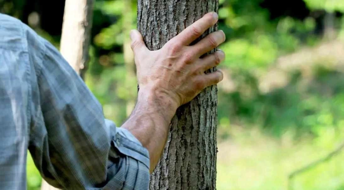 21 Νοεμβρίου-Παγκόσμια Ημέρα Δέντρων : Τα μεγάλα οφέλη που έχουν λόγω της ικανότητας να απορροφούν το διοξείδιο του άνθρακα