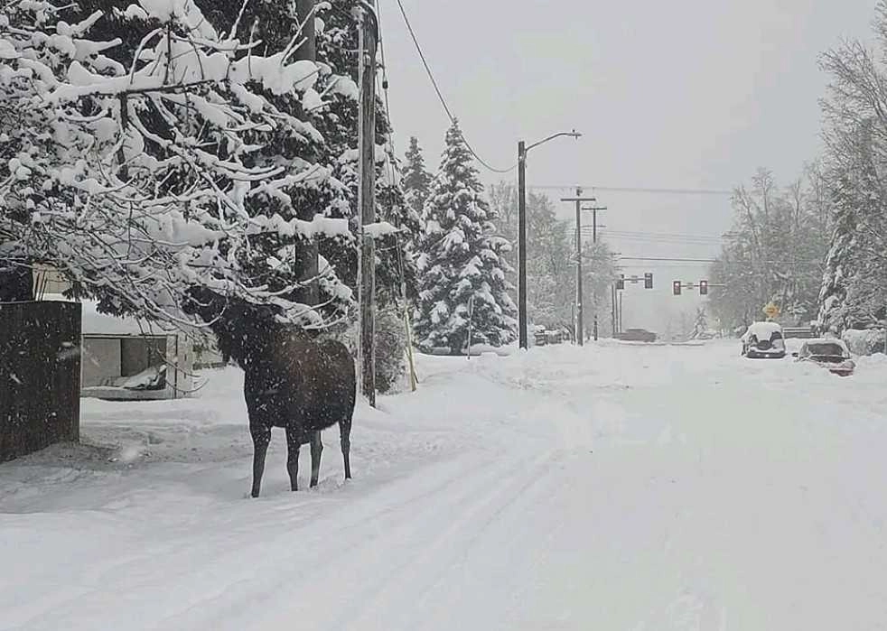 Αλάσκα : Το Άνκορεϊτζ βιώνει τον δεύτερο πιο χιονισμένο Νοέμβριο από το 1916 - Έπεσε το 50% της ετήσιας χιονόπτωσης σε μόλις 7 ημέρες