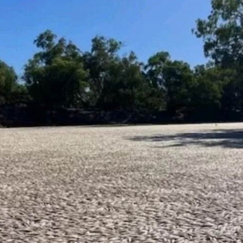 Ισχυρό κύμα καύσωνα πλήττει την Αυστραλία : Εκατομμύρια νεκρά ψάρια καταγράφηκαν στην πόλη Menindee