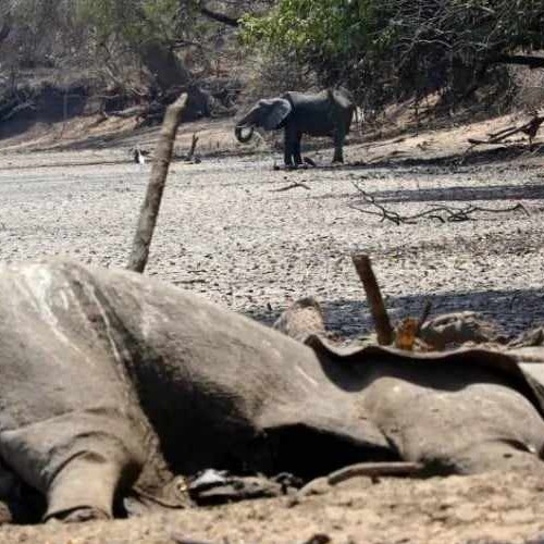 Αφρική : Τουλάχιστον 100 ελέφαντες πέθαναν λόγω έλλειψης νερού στην Ζιμπάμπουε εξαιτίας της ακραίας ξηρασίας
